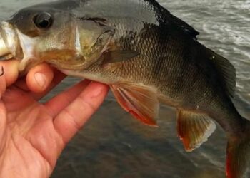 Άρση απόφασης απαγόρευσης αλιείας πέρκας (πρικιά)  στην τεχνητή λίμνη Πολυφύτου