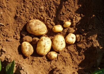Γεωργικές προειδοποιήσεις για την πατάτα