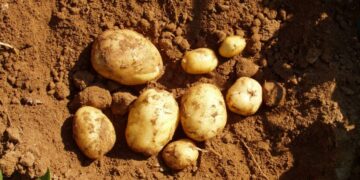 Γεωργικές προειδοποιήσεις για την πατάτα