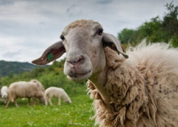 Ανησυχία στους κτηνοτρόφους του Κιλκίς για τον καταρροϊκό πυρετό των προβάτων