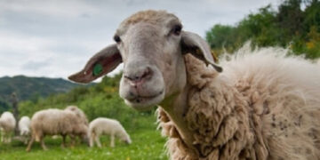 Ανησυχία στους κτηνοτρόφους του Κιλκίς για τον καταρροϊκό πυρετό των προβάτων