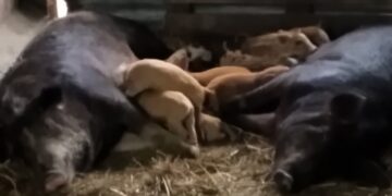 Κλοπή ζώων από κτηνοτρόφο στο Εμπόριο Εορδαίας