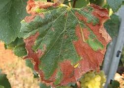 Ενημέρωση για τον Επιβλαβή Οργανισμό καραντίνας Xylella fastidiosa