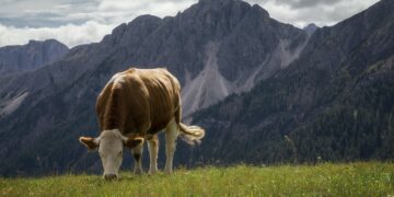 Αραχωβίτης: Αντιλαμβάνεται το ΥπΑΑΤ τη σπουδαιότητα της προσθήκης επιλέξιμων βοσκοτόπων κατ’ εφαρμογή του OMNIBUS;