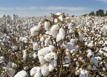Γεωργικές Προειδοποιήσεις Φυτοπροστασίας Βάμβακος
