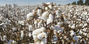 Γεωργικές Προειδοποιήσεις Φυτοπροστασίας Βάμβακος