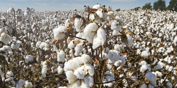 Γεωργικές Προειδοποιήσεις Φυτοπροστασίας Βάμβακος