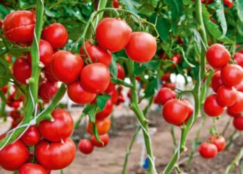 Έρχεται οικονομική ενίσχυση για θερμοκηπιακή ντομάτα και αγγούρι, ανοιξιάτικη πατάτα, μελιτζάνα και πρώιμο καρπούζι