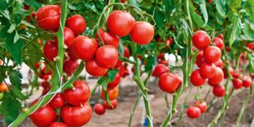 Έρχεται οικονομική ενίσχυση για θερμοκηπιακή ντομάτα και αγγούρι, ανοιξιάτικη πατάτα, μελιτζάνα και πρώιμο καρπούζι