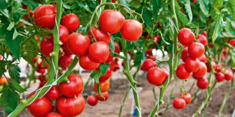 Έρχεται οικονομική ενίσχυση για θερμοκηπιακή ντομάτα και αγγούρι, ανοιξιάτικη πατάτα, μελιτζάνα και πρώιμο καρπούζι