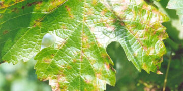 Γεωργικές προειδοποιήσεις: Περονόσπορος αμπελιού