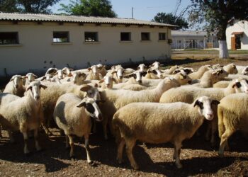 Περιφέρεια Δυτικής Μακεδονίας: Ενέργειες για την αντιμετώπιση του καταρροϊκου πυρετού