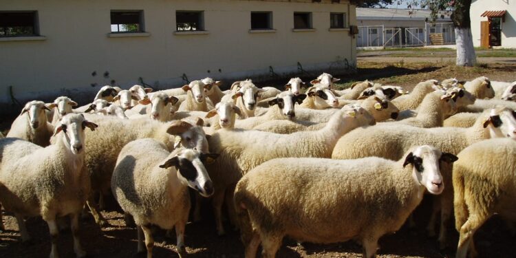 Περιφέρεια Δυτικής Μακεδονίας: Ενέργειες για την αντιμετώπιση του καταρροϊκου πυρετού