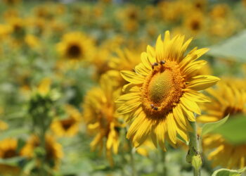Ενημέρωση Μελισσοκομικού Συλλόγου Κοζάνης για τη νοθεία στο μέλι