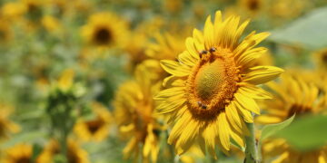 Ενημέρωση Μελισσοκομικού Συλλόγου Κοζάνης για τη νοθεία στο μέλι