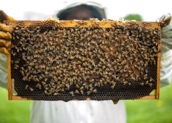 Αιτήσεις Δράσης 3.1 ««Εξοπλισμός για τη διευκόλυνση των μετακινήσεων (Αντικατάσταση κυψελών)»