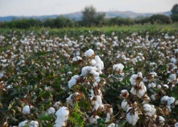 Γεωργικές προειδοποιήσεις για βαμβακοκαλλιέργεια