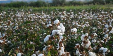 Γεωργικές προειδοποιήσεις για βαμβακοκαλλιέργεια