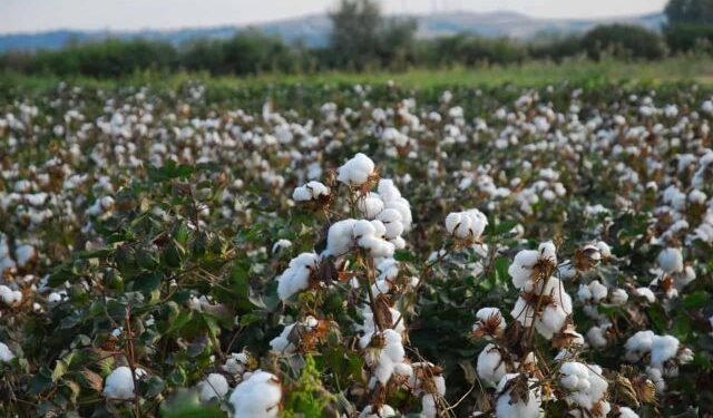 Γεωργικές προειδοποιήσεις για βαμβακοκαλλιέργεια