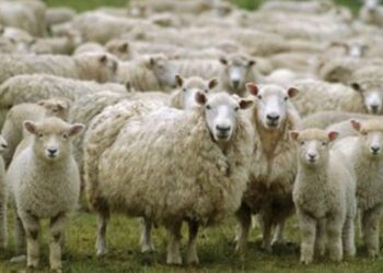 Αραχωβίτης –Τελιγιορίδου: “Το επιτελικό μπάχαλο της ΝΔ αφήνει εκτός ειδικής ενίσχυσης για τον κορωνοϊό 1 στους 10  αιγοπροβατοτρόφους.”