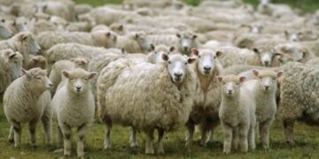 Αραχωβίτης –Τελιγιορίδου: “Το επιτελικό μπάχαλο της ΝΔ αφήνει εκτός ειδικής ενίσχυσης για τον κορωνοϊό 1 στους 10  αιγοπροβατοτρόφους.”