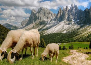 Επιστολή ΑΚΚΕΛ σε Βορίδη για De minimis αποζημιώσεις κτηνοτρόφων
