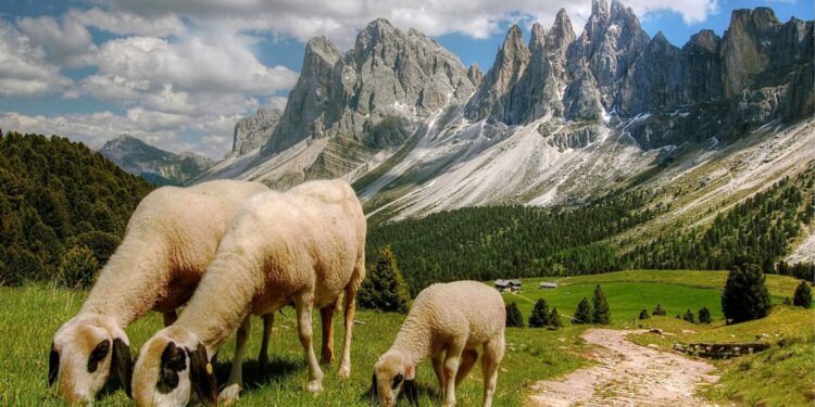 Επιστολή ΑΚΚΕΛ σε Βορίδη για De minimis αποζημιώσεις κτηνοτρόφων