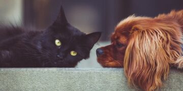 Η ΕΛ.ΑΣ. αποκτά πρόσβαση στη βάση δεδομένων του ΥπΑΑΤ για ταυτοποίηση των ιδιοκτητών ζώων συντροφιάς