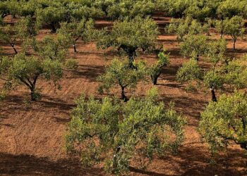 Πρόσκληση για τη στήριξη του τομέα ελαιολάδου λόγω της Πανδημίας Covid-19
