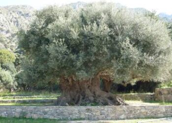 Αναγνωρίστηκε η Εθνική Διεπαγγελματική Οργάνωση Επιτραπέζιας Ελιάς