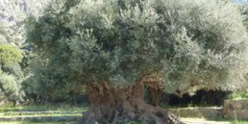 Αναγνωρίστηκε η Εθνική Διεπαγγελματική Οργάνωση Επιτραπέζιας Ελιάς