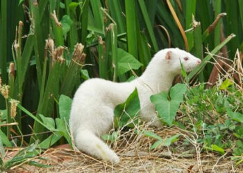 Κ. Αρσένης: Χρηματοδοτήστε άμεσα τη δίκαιη μετάβαση του εμπορίου γούνας σε άλλες βιώσιμες δραστηριότητες.