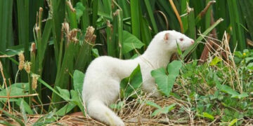 Κ. Αρσένης: Χρηματοδοτήστε άμεσα τη δίκαιη μετάβαση του εμπορίου γούνας σε άλλες βιώσιμες δραστηριότητες.