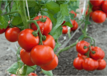 Ενιαίος Αγροτικός Σύλλογος Ιεράπετρας: Ίωση Καστανής Ρυτίδωσης σε τομάτα και πιπέρια