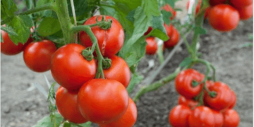 Ενιαίος Αγροτικός Σύλλογος Ιεράπετρας: Ίωση Καστανής Ρυτίδωσης σε τομάτα και πιπέρια