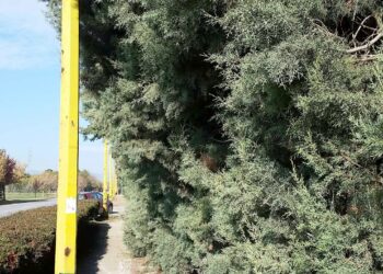 Ενημέρωση από το Τμήμα Συντήρησης Πρασίνου Δήμου Εορδαίας για τις εργασίες συντήρησης δεντροστοιχίας, στο δρόμο για το Μποδοσάκειο νοσοκομείο.