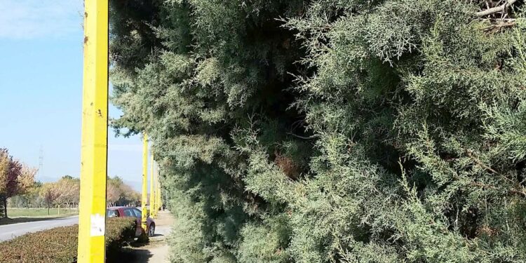Ενημέρωση από το Τμήμα Συντήρησης Πρασίνου Δήμου Εορδαίας για τις εργασίες συντήρησης δεντροστοιχίας, στο δρόμο για το Μποδοσάκειο νοσοκομείο.