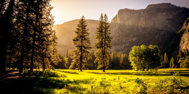 Ξεκινά το μεγαλύτερο πρόγραμμα αναδασώσεων στην Ελλάδα