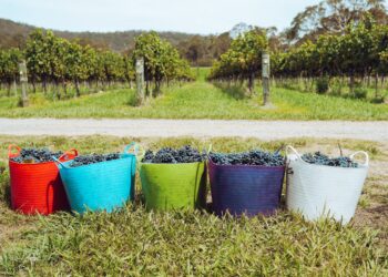 Συνδέσμος Μικρών Οινοποιών Ελλάδας: Αίτημα για παράταση της προθεσμίας υποβολής των δικαιολογητικών για την επιστροφή του ΕΦΚ