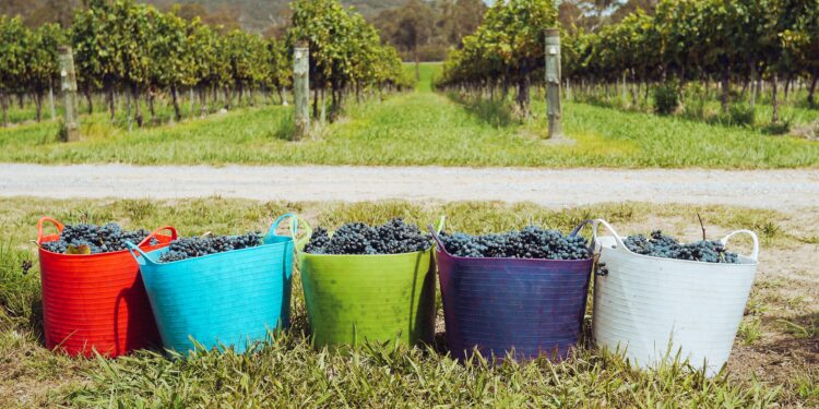 Συνδέσμος Μικρών Οινοποιών Ελλάδας: Αίτημα για παράταση της προθεσμίας υποβολής των δικαιολογητικών για την επιστροφή του ΕΦΚ