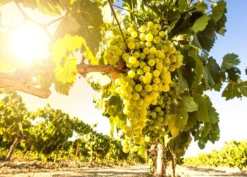 Στήριξη του επιτραπέζιου σταφυλιού στη Λάρισα λόγω της πανδημίας ζητά ο Κόκκαλης από τον Βορίδη