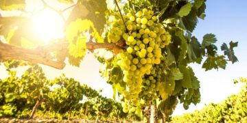 Στήριξη του επιτραπέζιου σταφυλιού στη Λάρισα λόγω της πανδημίας ζητά ο Κόκκαλης από τον Βορίδη