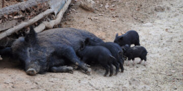 Ερώτηση της Ολυμπίας Τελιγιορίδου για το διπλό υγειονομικό χτύπημα των εκτροφέων Αυτόχθονου Μαύρου Χοίρου