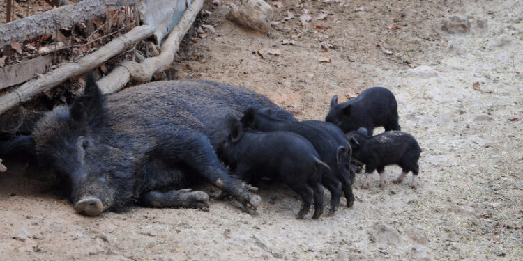 Ερώτηση της Ολυμπίας Τελιγιορίδου για το διπλό υγειονομικό χτύπημα των εκτροφέων Αυτόχθονου Μαύρου Χοίρου