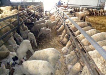 Συνέχιση λειτουργίας υφιστάμενων κτηνοτροφικών εγκαταστάσεων στην Π.Ε. Κοζάνης