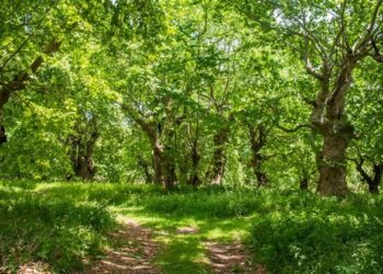 Κ. Αρσένης: Με αφανισμό κινδυνεύουν εκατομμύρια πλάτανοι στην Ελλάδα