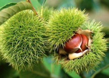 Να ληφθούν άμεσα μέτρα για την καταπολέμηση της σφήκας της καστανιάς ζητά ο Κόκκαλης από τον Λιβανό