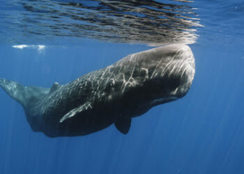 Μέτρα για την προστασία των θαλάσσιων κητών λαμβάνει το ΥΝΑΝΠ