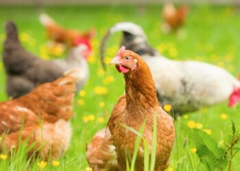 Κρούσμα γρίπης των πτηνών σε άγριο πτηνό στην περιοχή της Καστοριάς