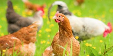 Κρούσμα γρίπης των πτηνών σε άγριο πτηνό στην περιοχή της Καστοριάς